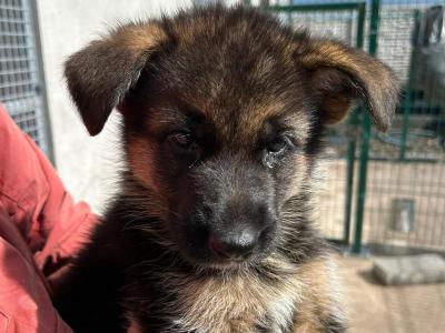 German Shepherd puppies for sale in Cork