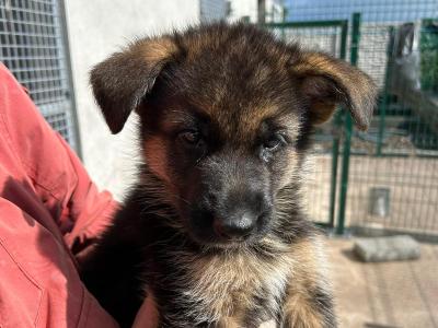 IKC Registered German Shepherd puppies for sale in Cork