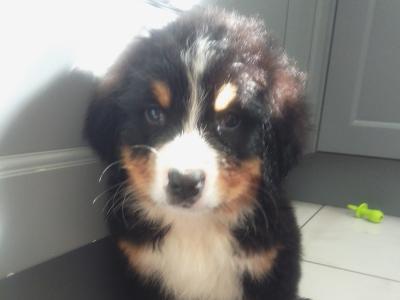 IKC Registered Bernese Mountain Dog puppies in Carlow
