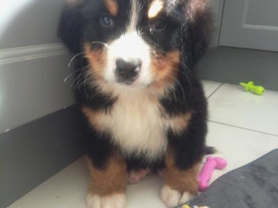 IKC Registered Bernese Mountain Dog puppies