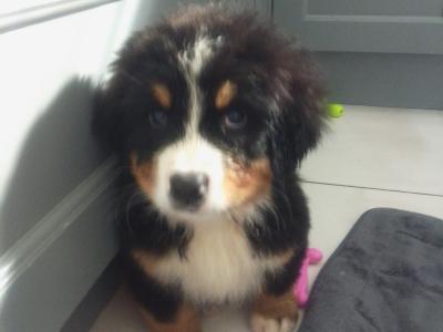 IKC Registered Bernese Mountain Dog puppies