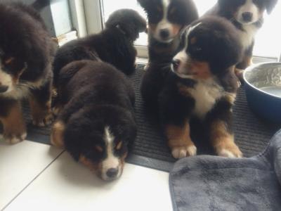 IKC Registered Bernese Mountain Dog puppies