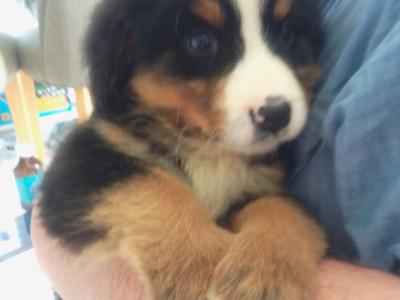 IKC Registered Bernese Mountain Dog puppies