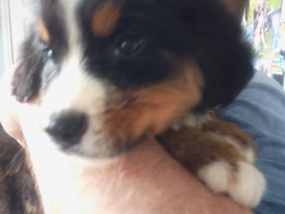 IKC Registered Bernese Mountain Dog puppies