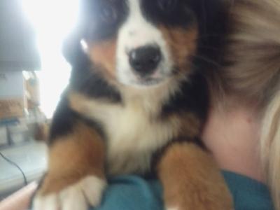 IKC Registered Bernese Mountain Dog puppies