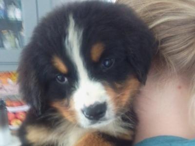 IKC Registered Bernese Mountain Dog puppies in Carlow