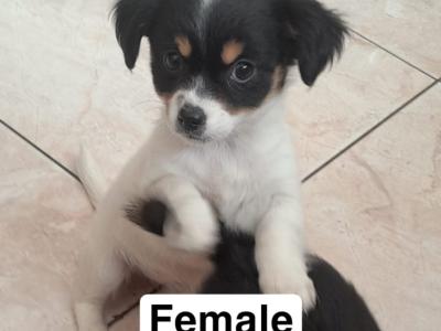 Chihuahua puppies in Galway
