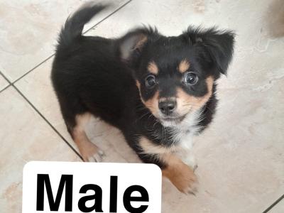 Chihuahua puppies in Galway