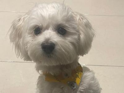 Male Malshi for sale in Galway