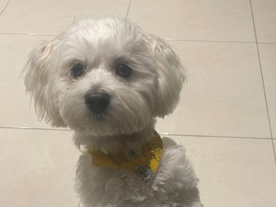 Male Malshi for sale in Galway