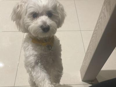 Male Malshi for sale in Galway