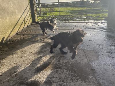 Border Collie x Poodle pups in Galway