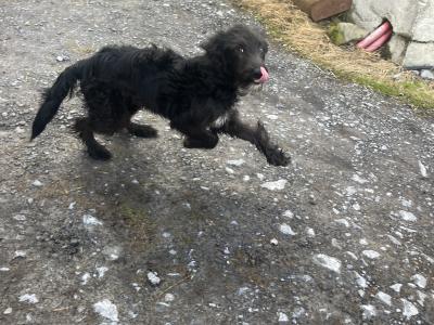 Border Collie x Poodle pups in Galway