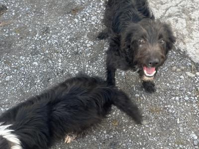 Border Collie x Poodle pups in Galway