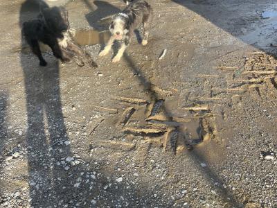 Border Collie x Poodle pups in Galway