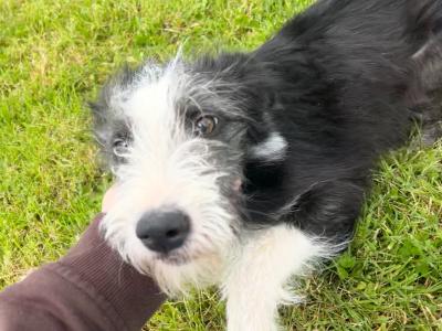 Border Collie x Poodle puppies in Galway