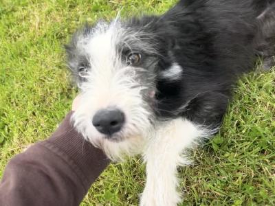 Border Collie x Poodle pups in Galway