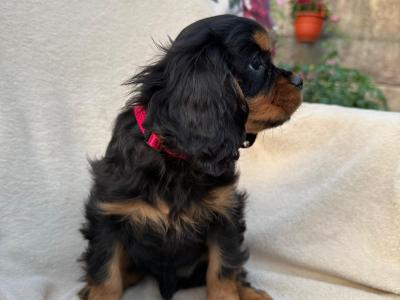 Exquisite Cavalier King Charles pups in Carlow