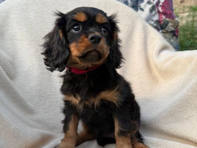 Exquisite Cavalier King Charles pups in Carlow
