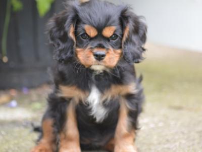 Exquisite Cavalier King Charles pups in Carlow
