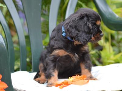 Exquisite Cavalier King Charles pups in Carlow