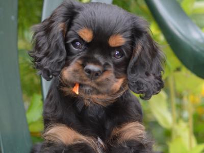 Exquisite Cavalier King Charles pups in Carlow