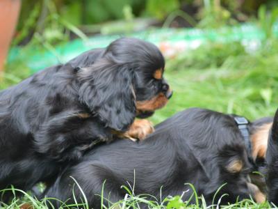 Exquisite Cavalier King Charles pups in Carlow