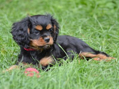 Exquisite Cavalier King Charles pups in Carlow