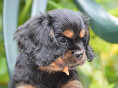 Exquisite Cavalier King Charles pups in Carlow