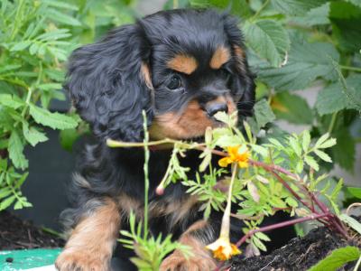 Exquisite Cavalier King Charles pups in Carlow