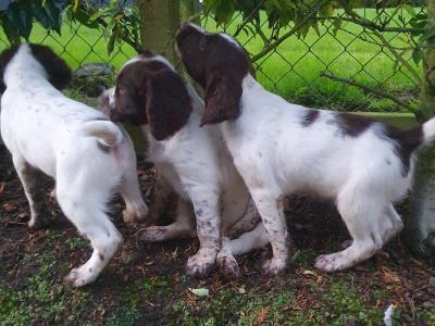 IKC Registered English Springer Spaniel puppies in Kildare