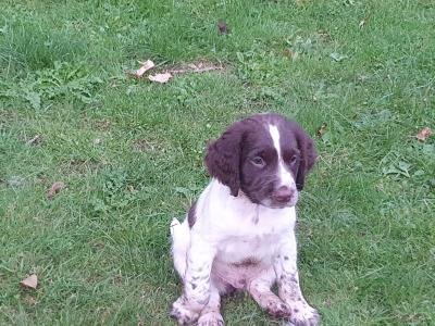 IKC Registered English Springer Spaniel puppies in Kildare