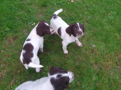IKC Registered English Springer Spaniel puppies in Kildare