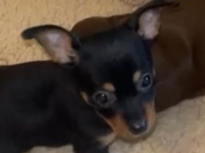 Tea Cup Chihuahua puppies in Galway