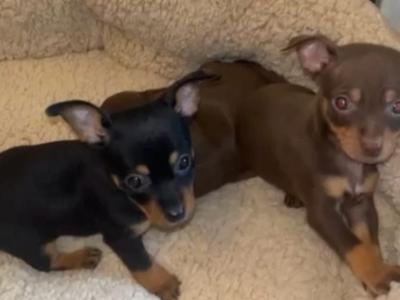 Tea Cup Chihuahua puppies in Galway