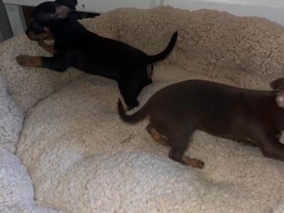 Tea Cup Chihuahua puppies in Galway
