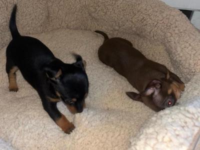 Tea Cup Chihuahua puppies in Galway