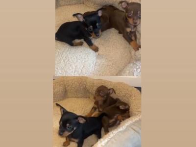 Tea Cup Chihuahua puppies in Galway