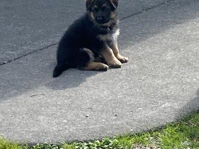 Female German Shepherd puppy in Galway