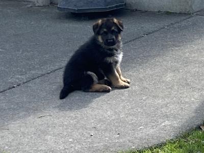 Female German Shepherd puppy in Galway