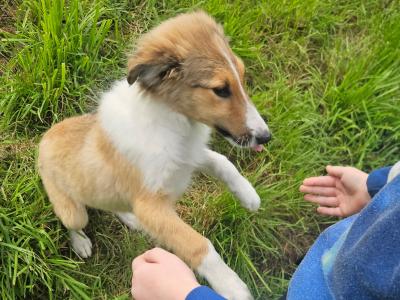 Female Rough Collie puppy in Meath