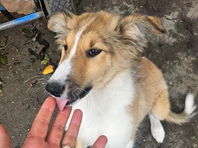 Female Rough Collie puppy in Meath