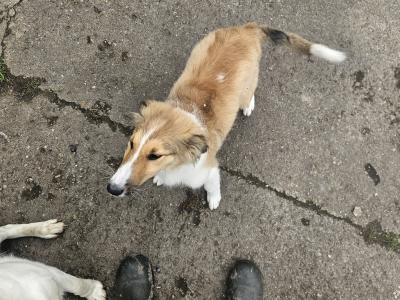 Female Rough Collie puppy in Meath