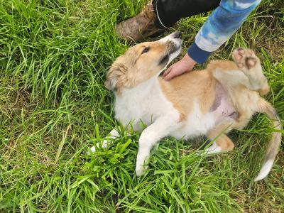 Female Rough Collie puppy in Meath