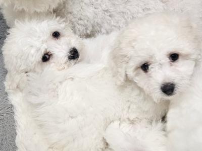 Bichon Frise puppies for sale in Kildare
