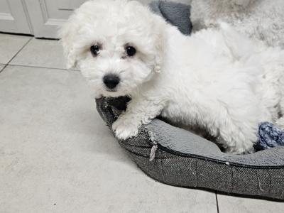 Bichon Frise puppies for sale in Kildare