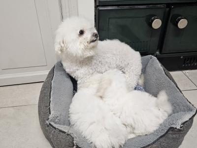 Bichon Frise puppies for sale in Kildare