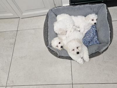 Bichon Frise puppies for sale in Kildare