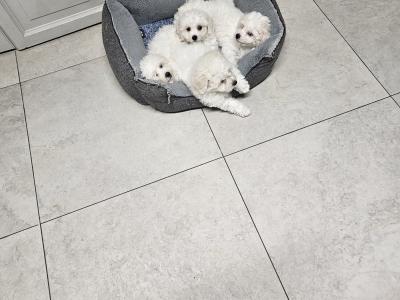 Bichon Frise puppies for sale in Kildare