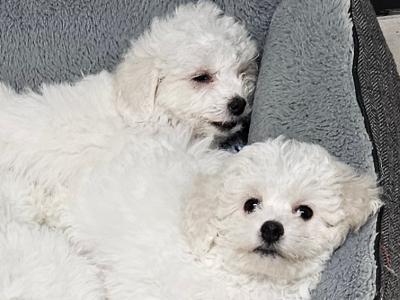 Bichon Frise puppies for sale in Kildare